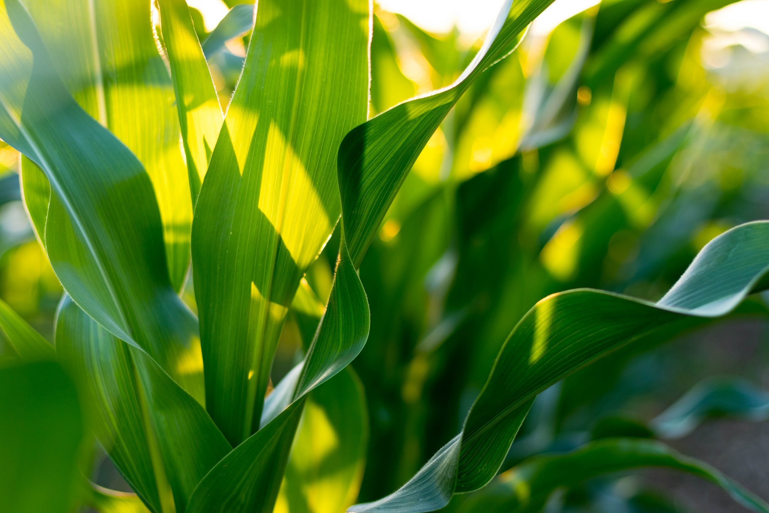 Corn Leaf Background
