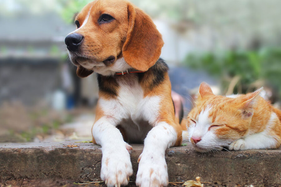 Blog Expected Cost Of Owning A Dog