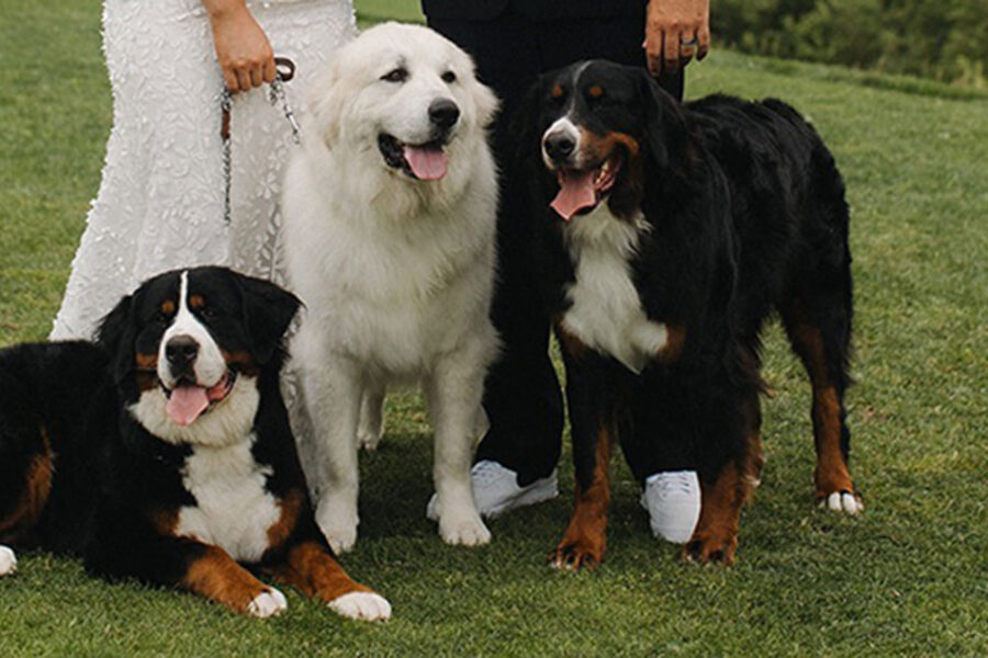 Jensen Kennels Dog Trio