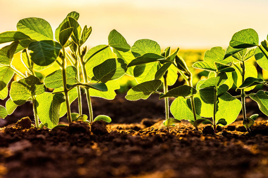 Close up image of young soybeans sprouting
