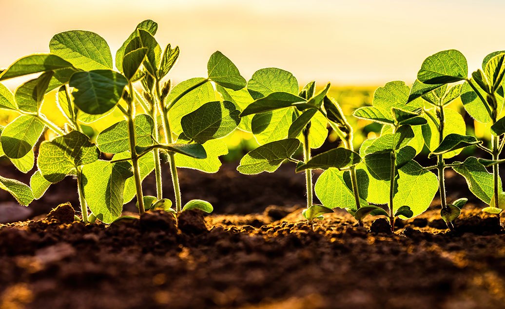 Close up image of young soybeans sprouting